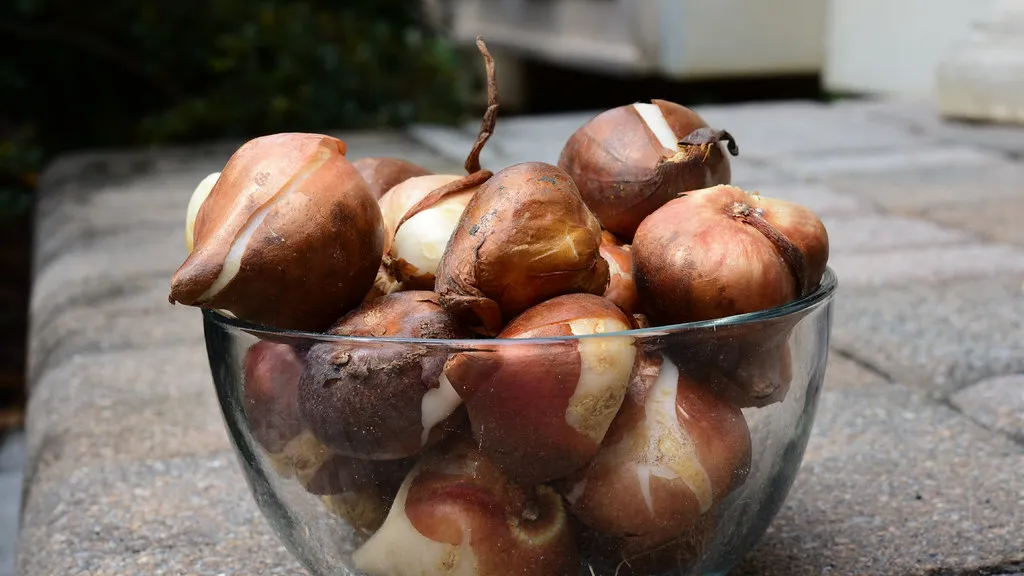 Cebule tulipanów w szklanej misce przygotowane do jesiennego sadzenia