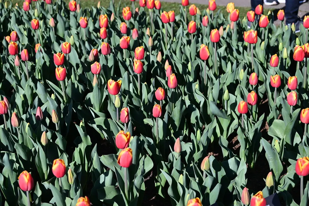 Pole kwitnących czerwono-żółtych tulipanów
